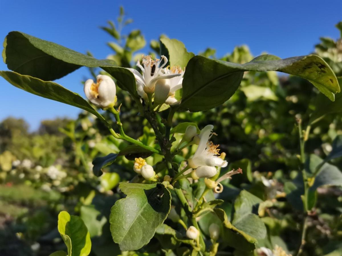 Profumo Di Zagara * Acireale
